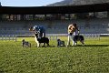 Winner dog